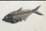 Diplomystus Fossil Fish With Two Knightia - Wyoming #179307-2